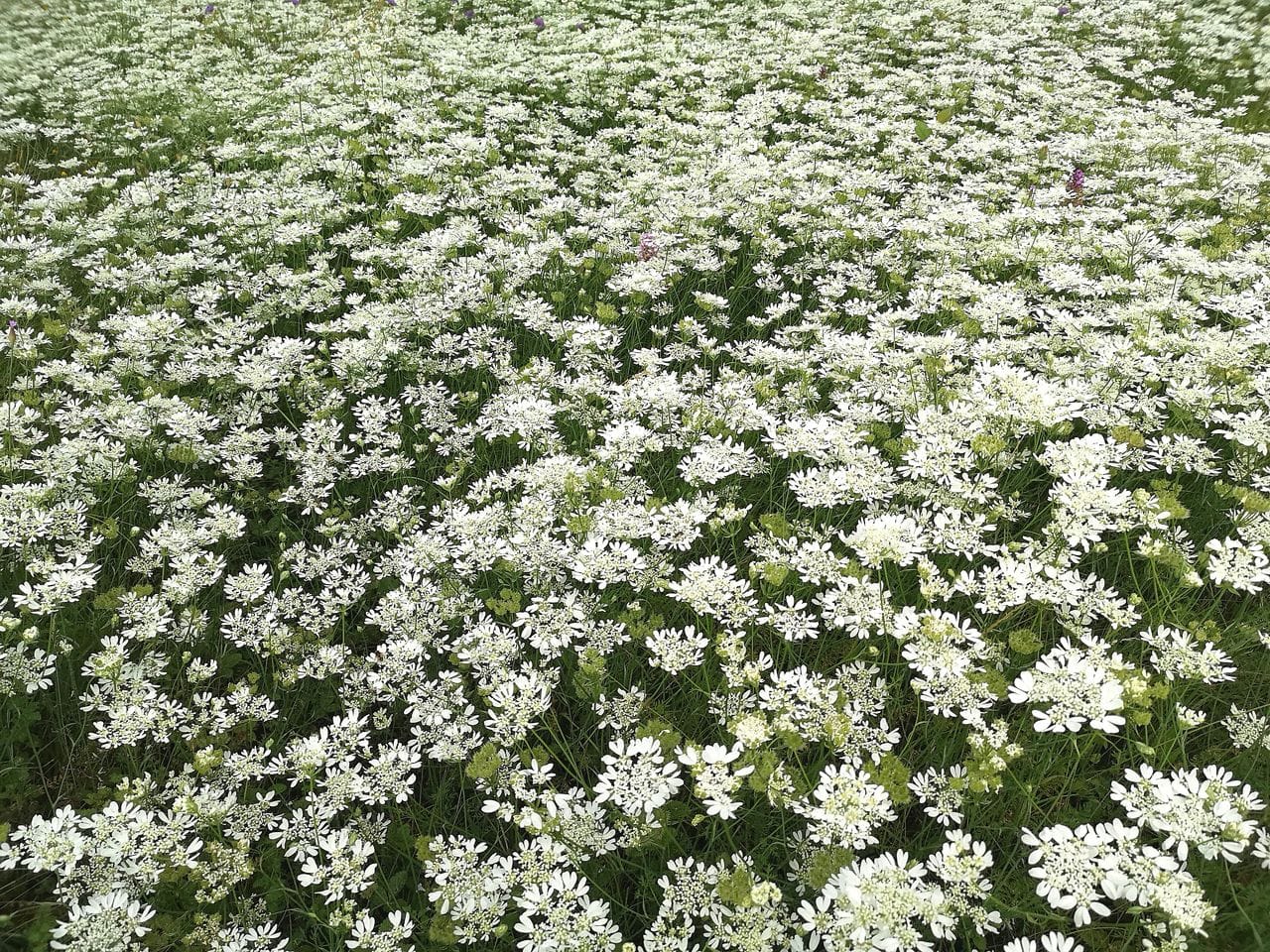 Orlaya grandiflora